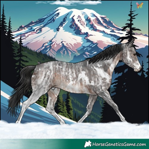 Horse Color:White Spotted Brown Ice Sabino