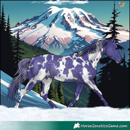 Horse Color:Watercolor White Spotted Black Rabicano 
