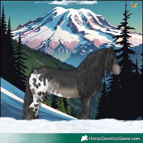 Horse Color:Black Skewed Appaloosa 