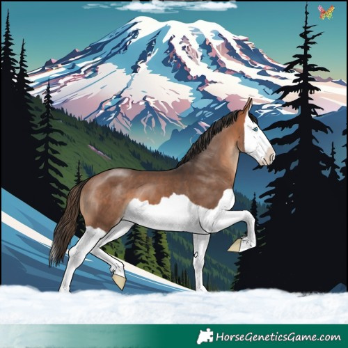 Horse Color:Bay Splash Skewed Appaloosa 