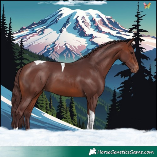 Horse Color:Chocolate Brown Tobiano Skewed Appaloosa