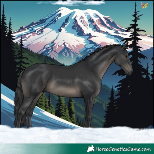 Horse Color:Black 