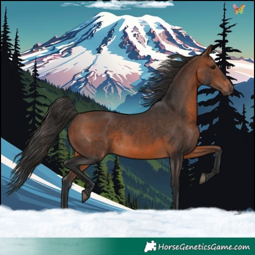 Horse Color:Brown 