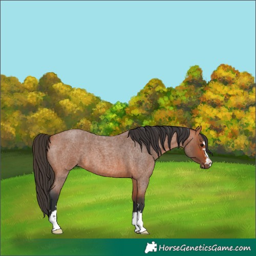 Horse Color:Bay Roan