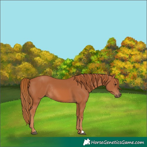 Horse Color:Chestnut Rabicano