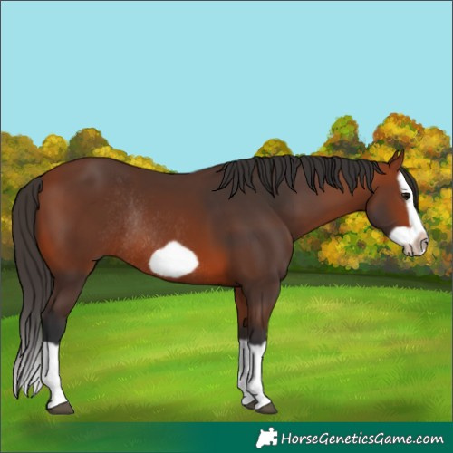 Horse Color:Bay Splash Frame Rabicano