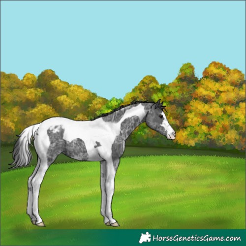 Horse Color:Black Ice Tobiano Appaloosa