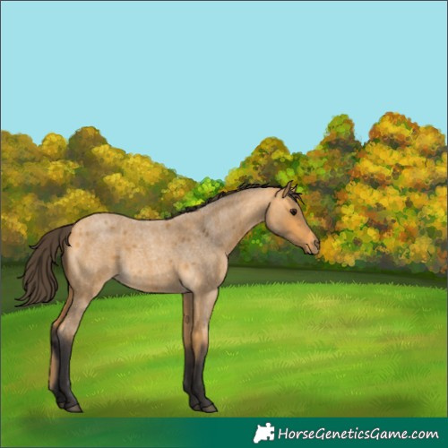 Horse Color:Buckskin Roan