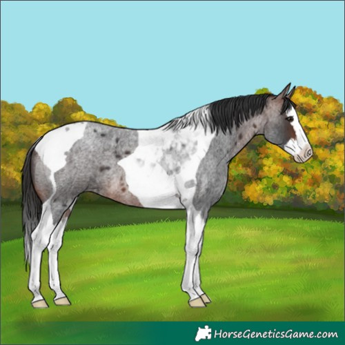 Horse Color:Brown Roan Splash Tobiano