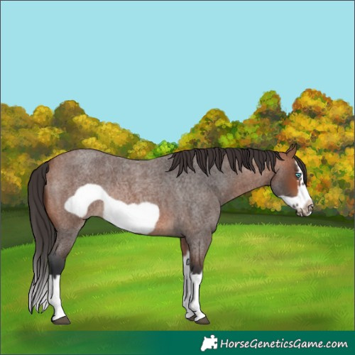 Horse Color:Bay Roan Splash Frame Rabicano 