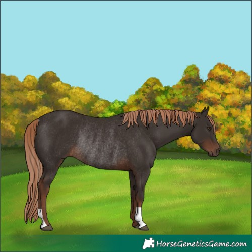 Horse Color:Liver Chestnut Rabicano 