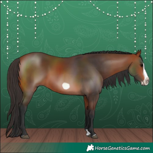 Horse Color:Bay Splash Frame Rabicano 