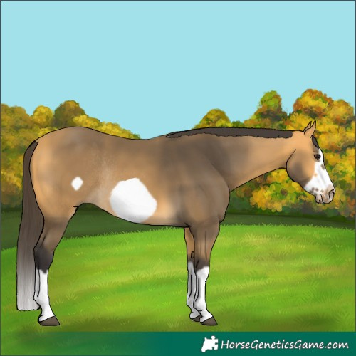 Horse Color:Buckskin Splash Frame Rabicano 