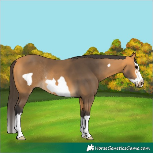 Horse Color:Buckskin Splash Frame Rabicano 