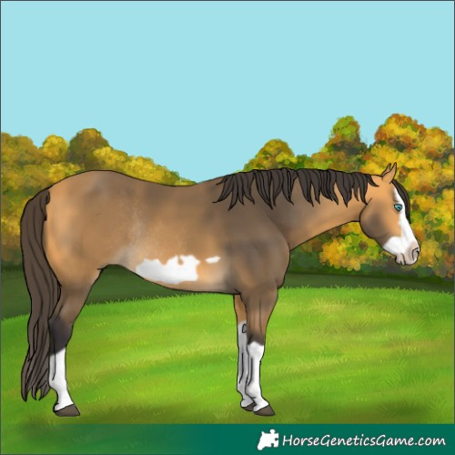 Horse Color:Buckskin Splash Frame Rabicano