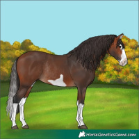 Horse Color:Bay Splash Frame Rabicano 