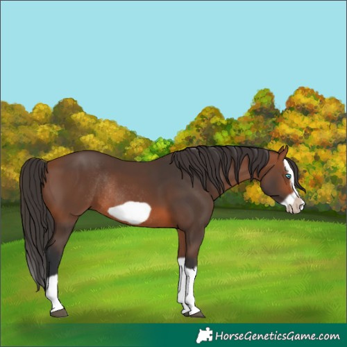 Horse Color:Bay Splash Frame Rabicano