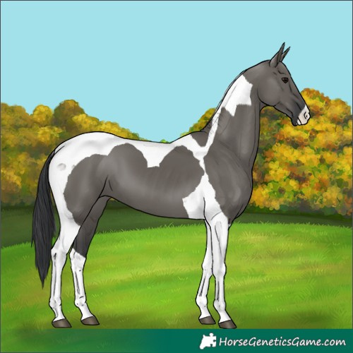 Horse Color:Grullo Tobiano