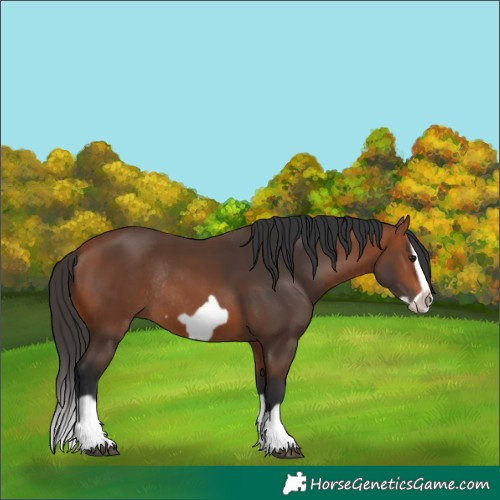 Horse Color:Bay Splash Frame Rabicano 