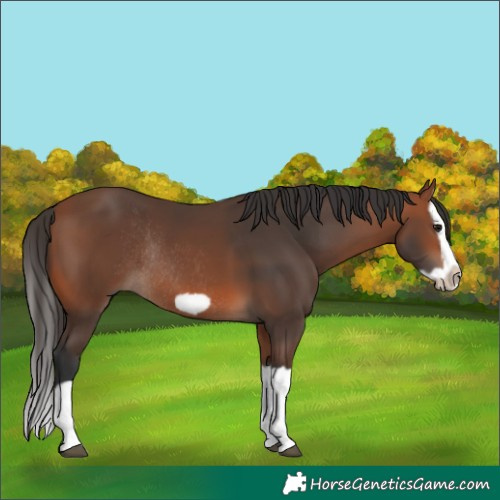 Horse Color:Bay Splash Frame Rabicano 