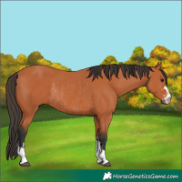 Horse Color:Bay and Bay Rabicano