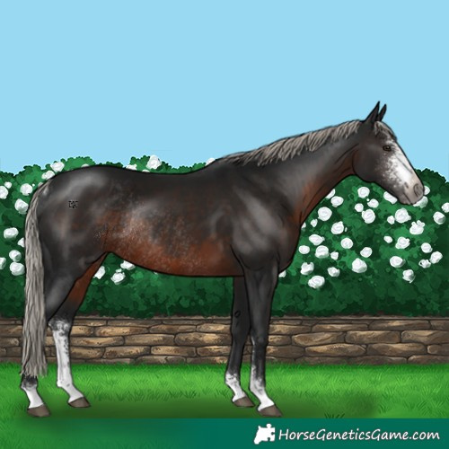 Horse Color:Gray Silver Brown Sabino Rabicano