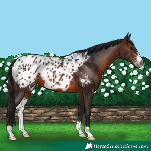 Horse Color:Gray Bay Sabino Appaloosa 