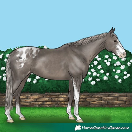 Horse Color:Silver Black Sabino Appaloosa 