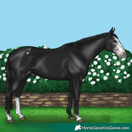 Horse Color:Gray Black Sabino Appaloosa 