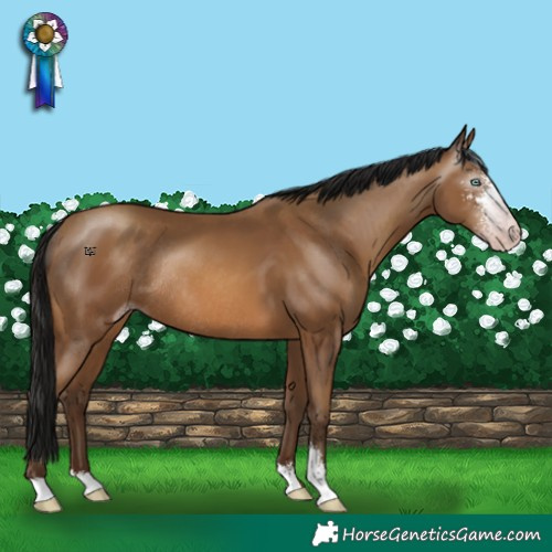 Horse Color:Gray Amber Champagne Sabino Rabicano 