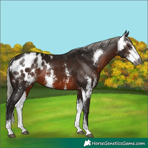 Horse Color:Gray Silver Brown Sabino Appaloosa 