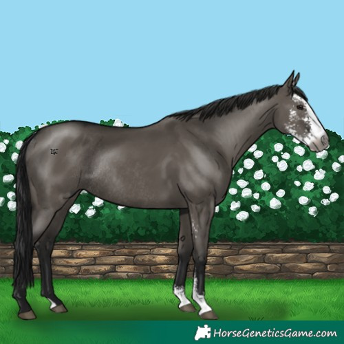 Horse Color:Gray Grullo Sabino Rabicano 