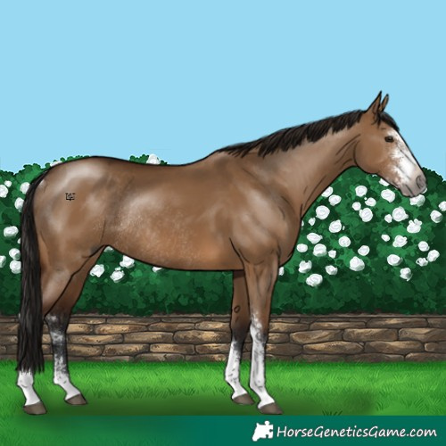 Horse Color:Gray Bay Dun Sabino Rabicano 