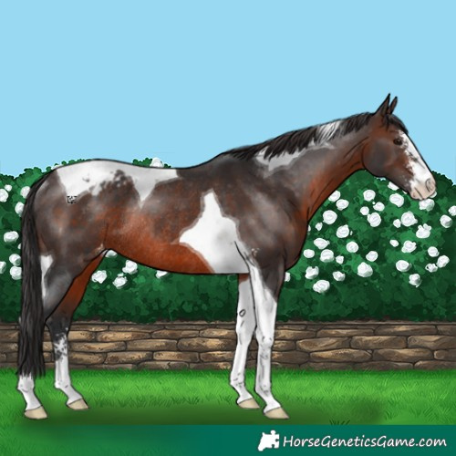 Horse Color:Brown Sabino Tobiano Varnish Rabicano