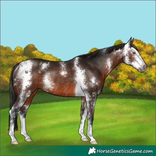 Horse Color:Gray Bay Sabino Rabicano