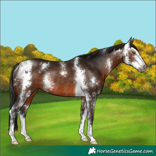 Horse Color:Gray Bay Sabino Rabicano 