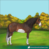 Horse Color:Bay Splash Frame Rabicano
