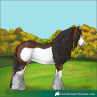 Horse Color:Bay Splash Frame Rabicano 