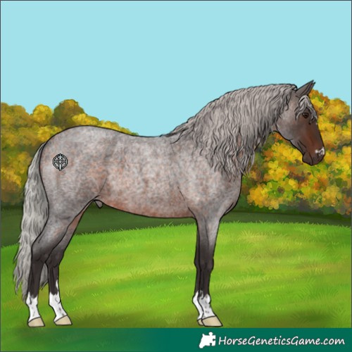 Horse Color:Unknown 