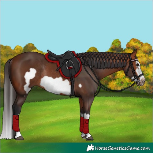 Horse Color:Bay Splash Frame Rabicano
