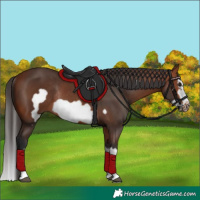 Horse Color:Bay Splash Frame Rabicano 