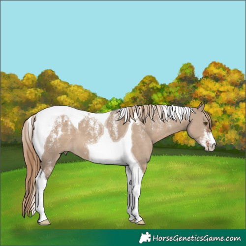 Horse Color:Powder White Liver Red Dun Tobiano