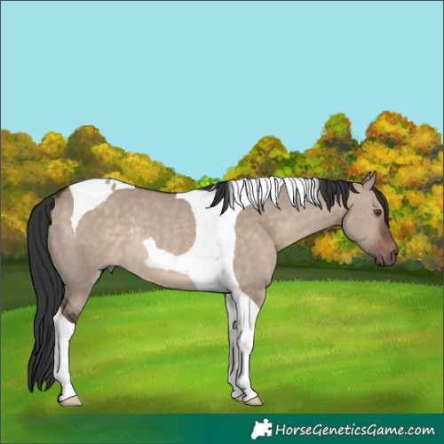 Horse Color:Brown Dun Tobiano Rabicano 