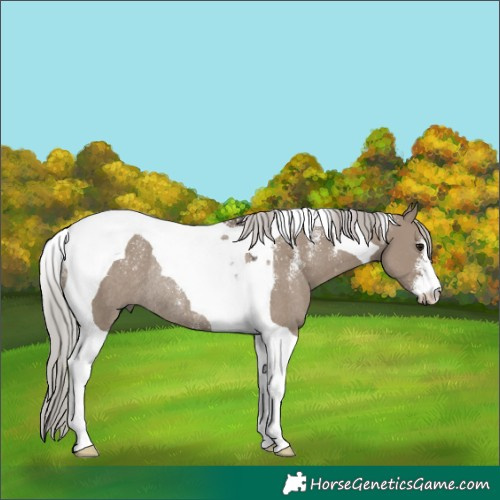 Horse Color:Powder White Silver Grullo Tobiano Rabicano 