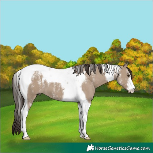 Horse Color:Powder White Liver Red Dun Tobiano