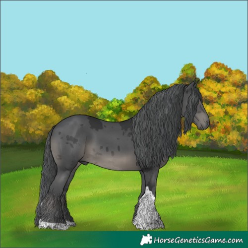 Horse Color:Black Merle Tobiano 