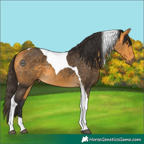 Horse Color:Buckskin Tobiano