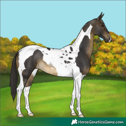 Horse Color:Buckskin Tobiano