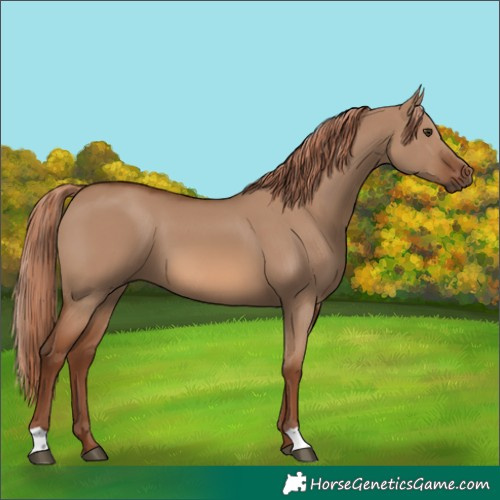 Horse Color:Red Dun