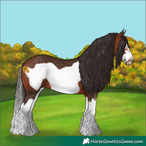 Horse Color:Bay Splash Frame Rabicano